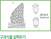 구과식물 살펴보기