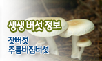 생생버섯정보 잣버섯, 주름버짐버섯