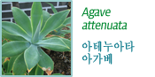 Agave  -아테누아타 아가베-