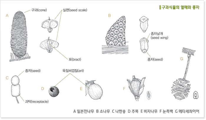 구과식물의 열매와 종자 A 일본전나무, B 소나무, C 나한송, D 주목, E 비자나무, F 눈측백, G 메타세콰이어