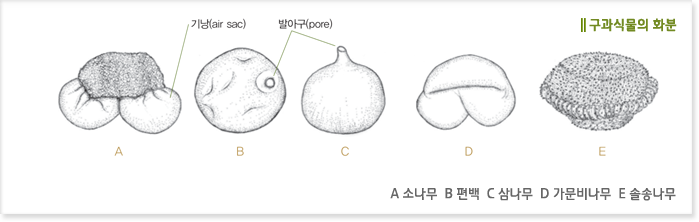 구과식물의 화분 A 소나무 B 편백 C 삼나무 D 가문비나무 E 솔송나무