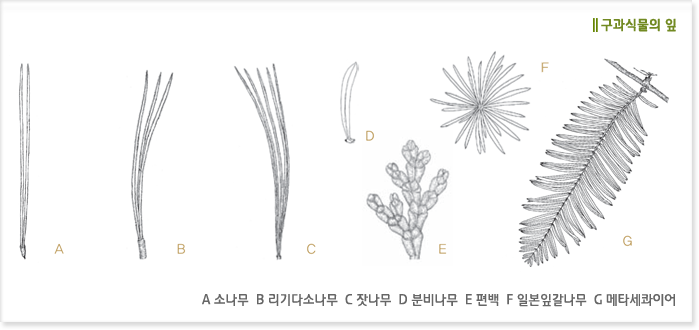구과식물의 잎 A 소나무  B 리기다소나무  C 잣나무  D 분비나무  E 편백  F 일본잎갈나무  G 메타세콰이어 