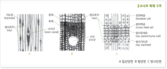 소나무 목재 구조 A 접선단면  B 횡단면  C 방사단면 