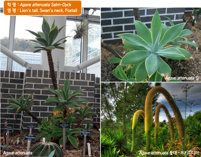 학명 : Agave attenuata 
영명 :Lion's tail. Swan's neck, Foxtail 
Agave attenuata , Agave attenuata 잎, Agave attenuata 꽃대 - 위키디피아 