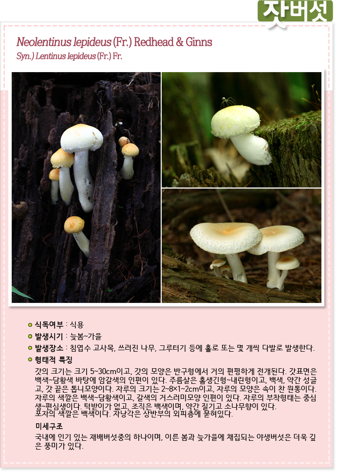 잣버섯 Neolentinus lepideus (Fr.) Redhead & Ginns 
Syn.) Lentinus lepideus (Fr.) Fr.

식독여부 : 식용

발생시기 : 늦봄 ~ 가을

발생장소 : 침엽수 고사목, 쓰러진 나무, 그루터기 등에 홀로 또는 몇 개씩 다발로 발생한다.

형태적특징 : 갓의 크기는 크기 5~30cm이고, 갓의 모양은 반구형에서 거의 편평하게 전개된다. 갓표면은 
백색~담황색 바탕에 암갈색의 인편이 있다. 주름살은 홈생긴형~내린형이고, 백색, 약간 성글
고, 갓 끝은 톱니모양이다. 자루의 크기는 2~8×1~2cm이고, 자루의 모양은 속이 찬 원통이다. 
자루의 색깔은 백색~담황색이고, 갈색의 거스러미모양 인편이 있다. 자루의 부착형태는 중심
생~편심생이다. 턱받이가 없고, 조직은 백색이며, 약간 질기고 소나무향이 있다.

미세구조 : 국내에 인기 있는 재배버섯중의 하나이며, 이른 봄과 늦가을에 채집되는 야생버섯은 더욱 깊
은 풍미가 있다. 