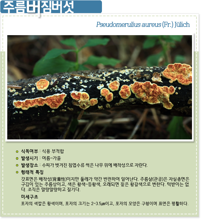 주름버짐버섯 Pseudomerulius aureus (Fr.) Jülich
식독여부 : 식용부적합

발생시기 : 여름 ~ 가을

발생장소 : 수피가 벗겨진 침엽수류 썩은 나무 위에 배착성으로 자란다.

형태적특징 : 갓표면은 배착성(背着性)이지만 둘레가 약간 반전하여 일어난다. 주름살(관공)은 자실층면은 
구김이 있는 주름상이고, 색은 황색~등황색, 오래되면 짙은 황갈색으로 변한다. 턱받이는 없
다. 조직은 말랑말랑하고 질기다. 

미세구조 : 포자의 색깔은 황색이며, 포자의 크기는 2~3.5㎛이고, 포자의 모양은 구형이며 표면은 평활하다. 
                                        