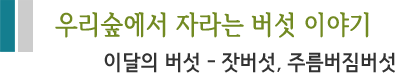 우리숲에서 자라는 버섯 이야기 이달의 버섯 - 잣버섯, 주름버짐버섯