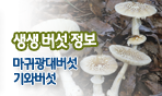 생생버섯정보 마귀광대버섯, 기와버섯