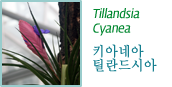 Tillandsia  키아네아 틸란드시아