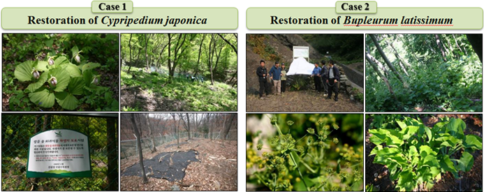 Case1. Restoration of Cypripedium japonica, Case2. Restoration of Bupleurum latissimum