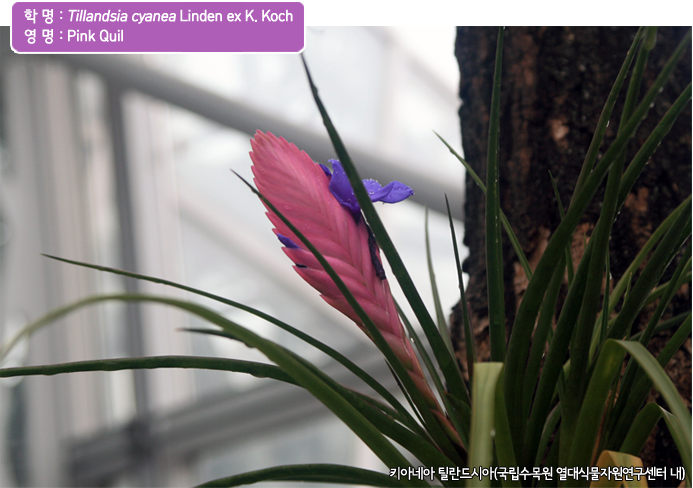 학 명 :  Tillandsia cyanea Linden ex K. Koch
영 명 :  Pink Quil 키아네아 틸란드시아(국립수목원 열대식물자원연구센터 내)