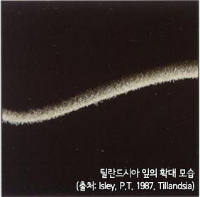 틸란드시아 잎의 확대 모습 (출처 : IIsley, P.T. 1987. Tillandsia