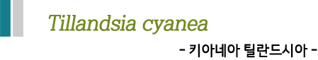 Tillandsia cyanea -키아네아 틸란드시아-