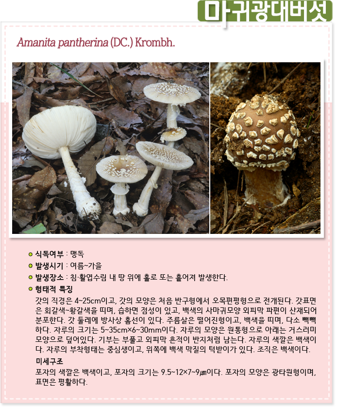 마귀광대버섯 Amanita pantherina (DC.) Krombh.