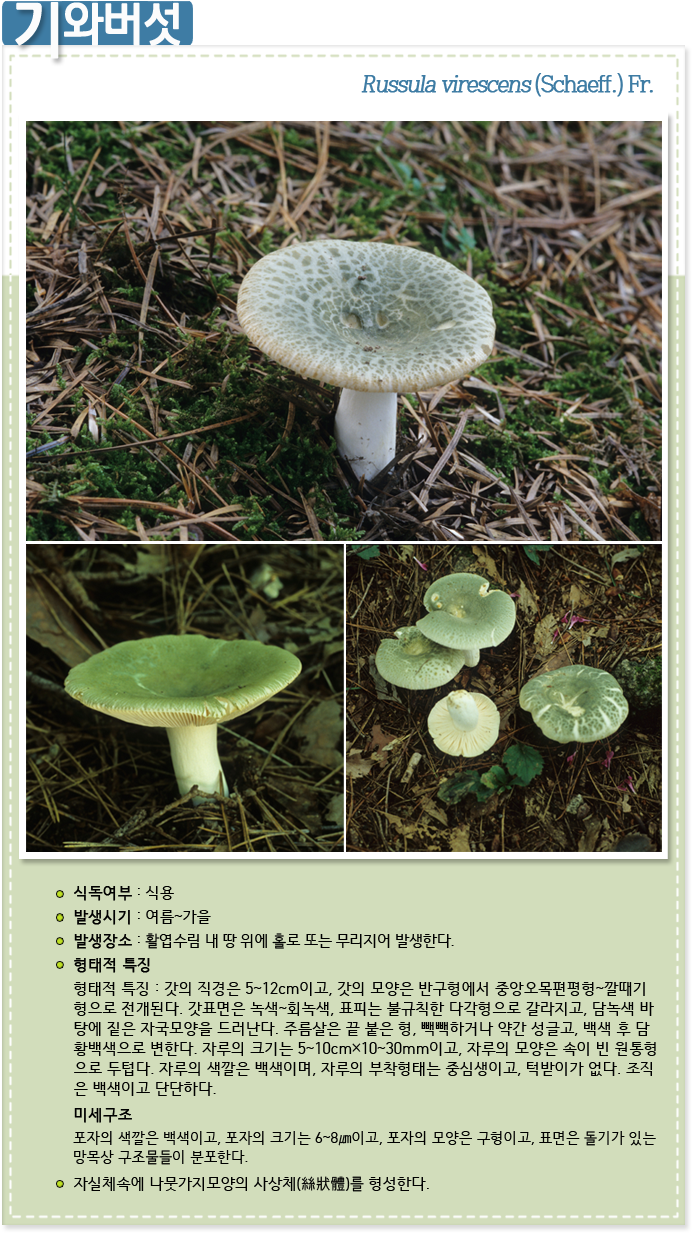 기와버섯 Russula virescens (Schaeff.) Fr.