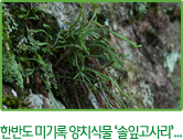 한반도 미기록 양치식물 ‘솔잎고사리’...