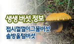 생생버섯정보 접시껄껄이그물버섯, 솔방울털버섯