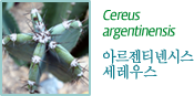 Cereus  아르젠티넨시스 세레우스
