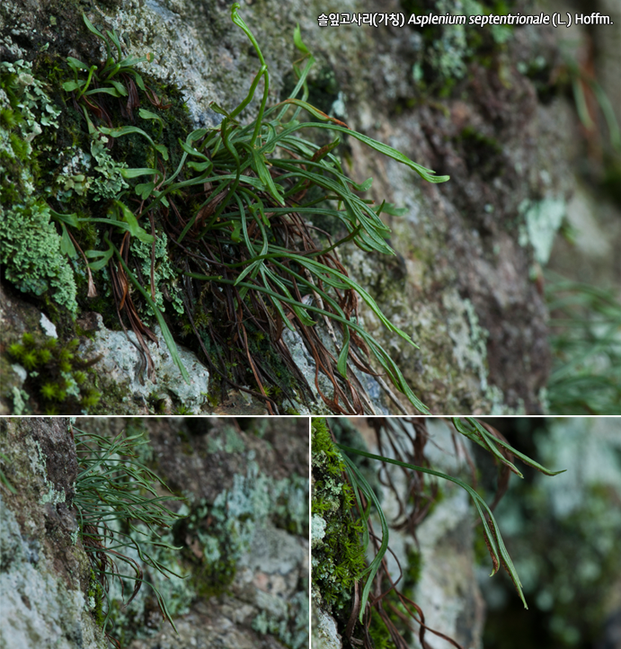솔잎고사리(가칭) Asplenium septentrionale (L.) Hoffm.
