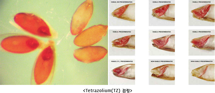 <Tetrazolium(TZ) 검정>