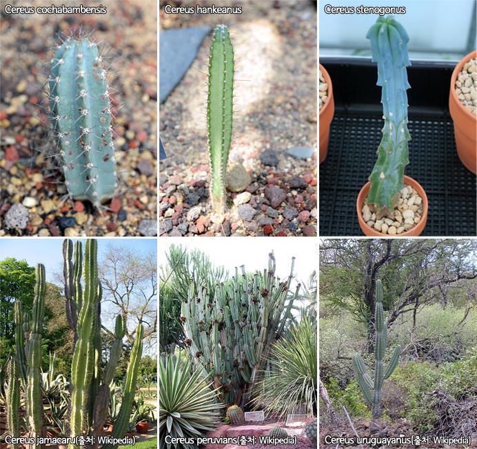 Cereus cochabambensis, Cereus hankeanus, Cereus stenogonus,Cereus jamacaru(출처: Wikipedia),  Cereus peruvians(출처: Wikipedia), Cereus uruguayanus(출처: Wikipedia)
