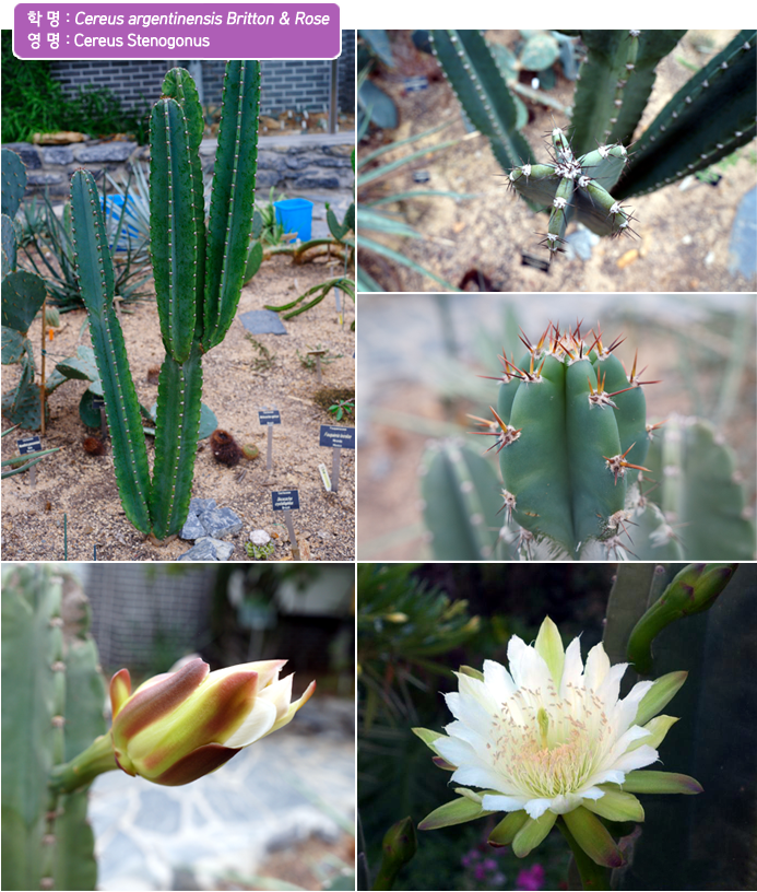 학 명 :  Cereus argentinensis Britton & Rose 
영 명 : Cereus Stenogonus
