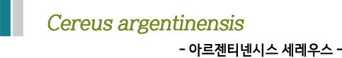 Cereus argentinensis  -아르젠티넨시스 세레우스-