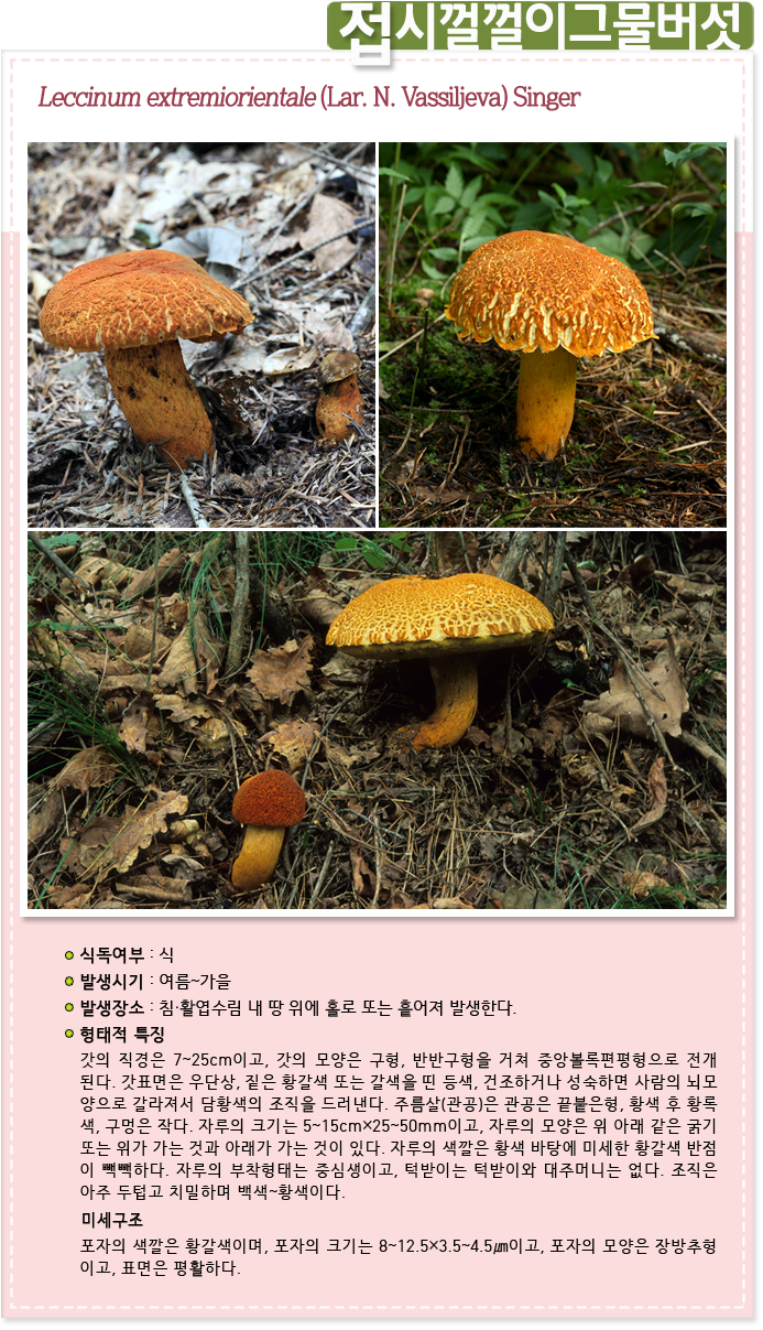 접시껄껄이그물버섯 Leccinum extremiorientale (Lar. N. Vassiljeva) Singer 
                    
식독여부 : 식

발생시기 : 여름~가을

발생장소 :  침·활엽수림 내 땅 위에 홀로 또는 흩어져 발생한다.
             
형태적 특징 : 갓의 직경은 7~25cm이고, 갓의 모양은 구형, 반반구형을 거쳐 중앙볼록편평형으로 전개 된다. 갓표면은 우단상, 짙은 황갈색 또는 갈색을 띤 등색, 건조하거나 성숙하면 사람의 뇌모 양으로 갈라져서 담황색의 조직을 드러낸다. 주름살(관공)은 관공은 끝붙은형, 황색 후 황록 색, 구멍은 작다. 자루의 크기는 5~15cm×25~50mm이고, 자루의 모양은 위 아래 같은 굵기 또는 위가 가는 것과 아래가 가는 것이 있다. 자루의 색깔은 황색 바탕에 미세한 황갈색 반점 이 빽빽하다. 자루의 부착형태는 중심생이고, 턱받이는 턱받이와 대주머니는 없다. 조직은
아주 두텁고 치밀하며 백색~황색이다.

미세구조 : 포자의 색깔은 황갈색이며, 포자의 크기는 8~12.5×3.5~4.5㎛이고, 포자의 모양은 장방추형
이고, 표면은 평활하다.
