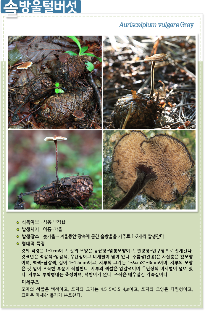 솔방울털버섯Auriscalpium vulgare Gray 
                    
식독여부 : 식용 부적합

발생시기 : 여름~가을

발생장소 :  늦가을 ~ 겨울동안 땅속에 묻힌 솔방울을 기주로 1~2개씩 발생한다.

형태적 특징 : 갓의 직경은 1~2cm이고, 갓의 모양은 콩팥형~염통모양이고, 편평형~반구형으로 전개된다. 갓표면은 적갈색~암갈색, 우단상이고 미세털이 덮여 있다. 주름살(관공)은 자실층은 침모양 이며, 백색~담갈색, 길이 1~1.5mm이고, 자루의 크기는 1~6cm×1~3mm이며, 자루의 모양 은 갓 옆이 오목한 부분에 직립한다. 자루의 색깔은 암갈색이며 우단상의 미세털이 덮여 있 다. 자루의 부착형태는 측생하며, 턱받이가 없다. 조직은 매우질긴 가죽질이다.

미세구조: 포자의 색깔은 백색이고, 포자의 크기는 4.5~5×3.5~4㎛이고, 포자의 모양은 타원형이고, 표면은 미세한 돌기가 분포한다.