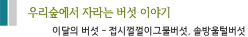 우리숲에서 자라는 버섯 이야기 이달의 버섯 - 접시껄껄이그물버섯, 솔방울털버섯