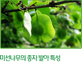 미선나무의 종자 발아 특성