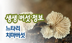 생생 버섯 정보. 느타리
치마버섯