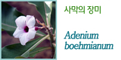 사막의 장미 Adenium boehmianum