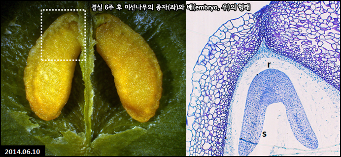 결실 6주 후 미선나무의 종자(좌)와 배(embryo, 우)의 형태 2014.06.10