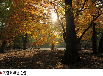 ▶육림호 주변 단풍