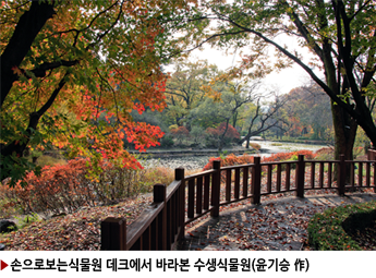▶손으로보는식물원 데크에서 바라본 수생식물원(윤기승 作)