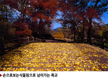 ▶손으로보는식물원으로 넘어가는 목교