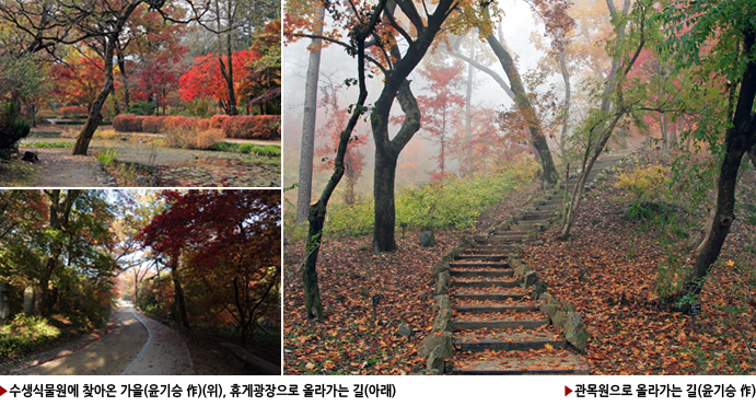 ▶수생식물원에 찾아온 가을(윤기승 作)(위), 휴게광장으로 올라가는 길(아래), ▶관목원으로 올라가는 길(윤기승 作)