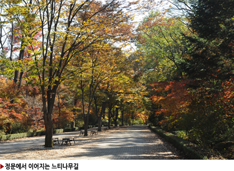 ▶정문에서 이t어지는 느티나무길