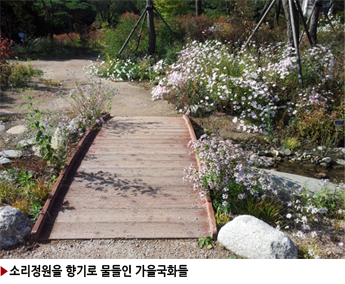▶소리정원을 향기로 물들인 가을국화들