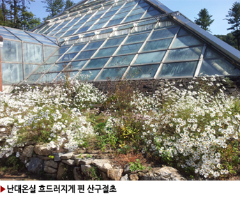 ▶난대온실 흐드러지게 핀 산구절초