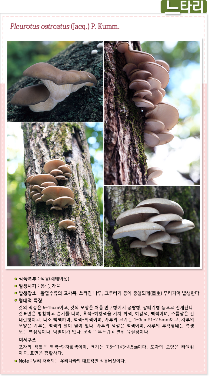 나타리. Pleurotus ostreatus (Jacq.) P. Kumm.
                    
식독여부 : 식용(재배버섯)

발생시기 : 봄~늦가을

발생장소 : 활엽수류의 고사목, 쓰러진 나무, 그루터기 등에 중첩되게(重生) 무리지어 발생한다. 

형태적 특징: 갓의 직경은 5~15cm이고, 갓의 모양은 처음 반구형에서 콩팥형, 깔때기형 등으로 전개된다. 갓표면은 평활하고 습기를 띠며, 흑색~회청색을 거쳐 회색, 회갈색, 백색이며, 주름살은 긴 내린형이고, 다소 빽빽하며, 백색~회색이며, 자루의 크기는 1~3cm×1~2.5mm이고, 자루의 모양은 기부는 백색의 털이 덮여 있다. 자루의 색깔은 백색이며, 자루의 부착형태는 측생 또는 편심생이다. 턱받이가 없다. 조직은 부드럽고 연한 육질형이다. 

미세구조 : 포자의 색깔은 백색~담자회색이며, 크기는 7.5~11×3~4.5㎛이다. 포자의 모양은 타원형 이고, 표면은 평활하다.

Note : 널리 재배되는 우리나라의 대표적인 식용버섯이다.
