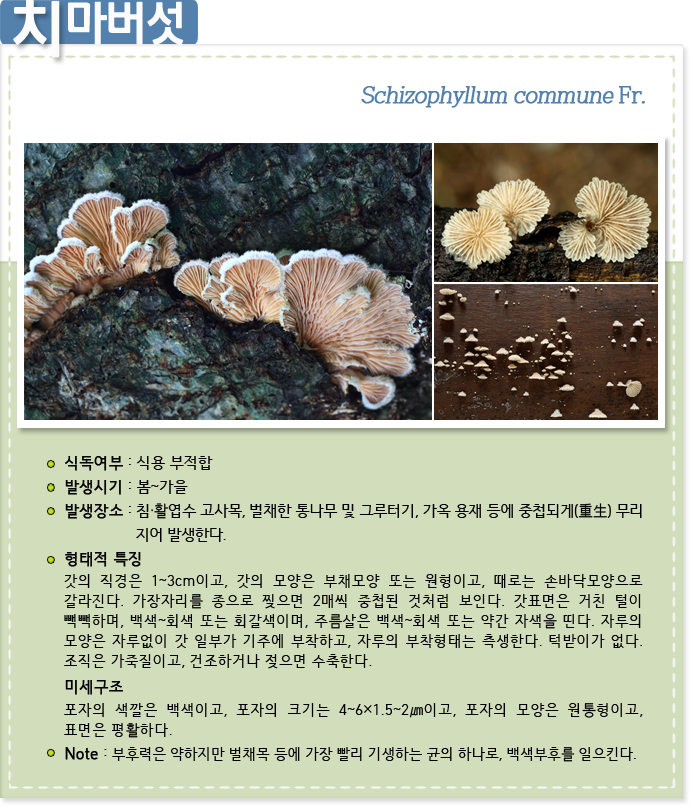 치마버섯 Schizophyllum commune Fr. 
                    
식독여부 : 식용 부적합

발생시기 : 봄~가을

발생장소 : 침·활엽수 고사목, 벌채한 통나무 및 그루터기, 가옥 용재 등에 중첩되게(重生) 무리지어 발생한다.

형태적 특징 : 갓의 직경은 1~3cm이고, 갓의 모양은 부채모양 또는 원형이고, 때로는 손바닥모양으로 갈라진다. 가장자리를 종으로 찢으면 2매씩 중첩된 것처럼 보인다. 갓표면은 거친 털이 빽빽하며, 백색~회색 또는 회갈색이며, 주름살은 백색~회색 또는 약간 자색을 띤다. 자루의 모양은 자루없이 갓 일부가 기주에 부착하고, 자루의 부착형태는 측생한다. 턱받이가 없다. 조직은 가죽질이고, 건조하거나 젖으면 수축한다. 
 
미세구조 : 포자의 색깔은 백색이고, 포자의 크기는 4~6×1.5~2㎛이고, 포자의 모양은 원통형이고, 표면은 평활하다.

Note : 부후력은 약하지만 벌채목 등에 가장 빨리 기생하는 균의 하나로, 백색부후를 일으킨다.
