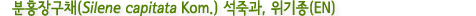분홍장구채(Silene capitata Kom.) 석죽과, 위기종(EN)