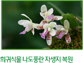 희귀식물 나도풍란 자생지 복원