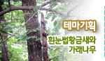 테마기획. 흰눈썹황금새와 가래나무