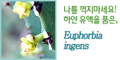 나를 꺽지마세요! 하얀 유액을 품은,Euphorbia 
ingens