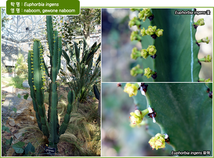 학 명 : Euphorbia ingens
영 명 : naboom, gewone naboom / Euphorbia ingens 꽃/ Euphorbia ingens 유액