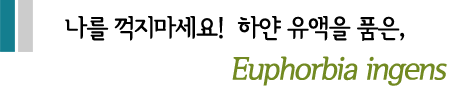 나를 꺽지마세요!  하얀 유액을 품은,Euphorbia ingens