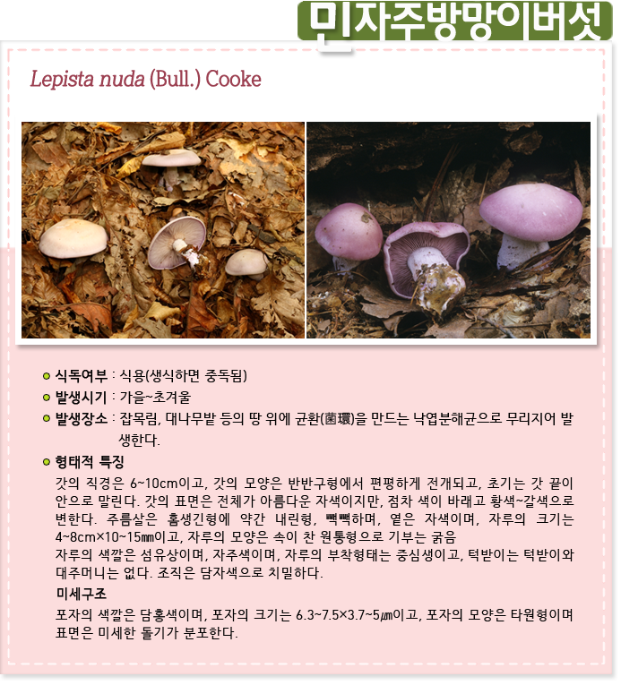 민자주방망이버섯. Lepista nuda (Bull.) Cooke
                    
식독여부 : 식용(생식하면 중독됨)

발생시기 : 가을~초겨울

발생장소 : 잡목림, 대나무밭 등의 땅 위에 균환(菌環)을 만드는 낙엽분해균으로 무리지어 발생한다.

형태적 특징:갓의 직경은 6~10cm이고, 갓의 모양은 반반구형에서 편평하게 전개되고, 초기는 갓 끝이 안으로 말린다. 갓의 표면은 전체가 아름다운 자색이지만, 점차 색이 바래고 황색~갈색으로 변한다. 주름살은 홈생긴형에 약간 내린형, 빽빽하며, 옅은 자색이며, 자루의 크기는 4~8cm×10~15㎜이고, 자루의 모양은 속이 찬 원통형으로 기부는 굵음
자루의 색깔은 섬유상이며, 자주색이며, 자루의 부착형태는 중심생이고, 턱받이는 턱받이와 대주머니는 없다. 조직은 담자색으로 치밀하다.

미세구조 : 포자의 색깔은 담홍색이며, 포자의 크기는 6.3~7.5×3.7~5㎛이고, 포자의 모양은 타원형이며 표면은 미세한 돌기가 분포한다.
